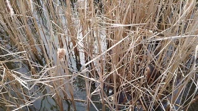 Большая поганка (птица чомга как её ещё называют) высиживает яйца в озере Кабан в Казани ловко пряч смотреть онлайн