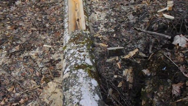 Где и как растет лесная черемша? Брянский лес. Весенний салат из черемши. смотреть онлайн