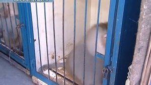 Магнитогорск. Цирк братьев Шатировых