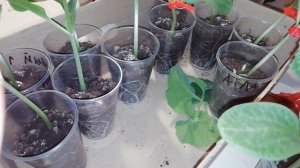 Обзор прививки арбуза на спецподвой из Китая. Видео 2. 2018 год.