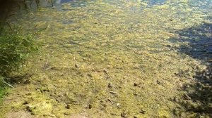 Ооочень много лягушек