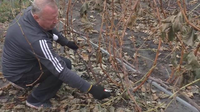 Пошаговая обрезка винограда осенью