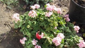 КАКУЮ ТЕМПЕРАТУРУ ВЫДЕРЖИТ ГЕРАНЬ НА УЛИЦЕ