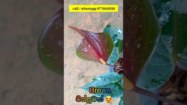 එන්න පිස්සු වැටෙන්න 😀😍 | beautiful anthurium | brown anthurium #anthuriumflowers #anthuriumplant