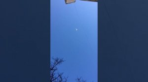 голуби  бой голубя столбом