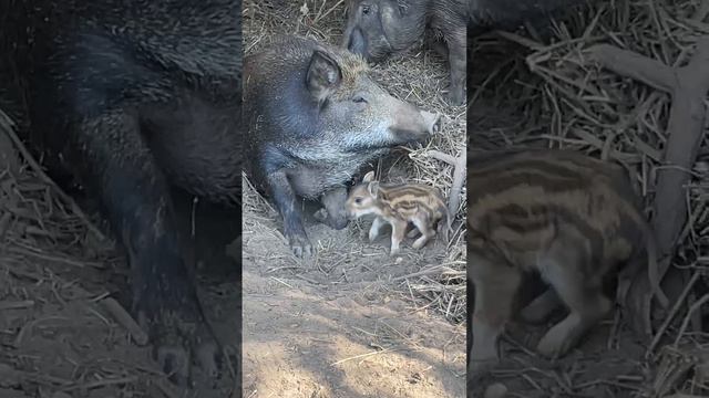 ВОЛЬЕРНАЯ ОХОТА НА КАБАНА