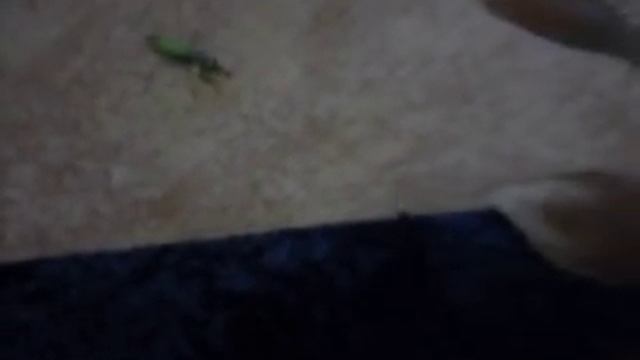 Богомол против чёрной вдовы смотреть онлайн