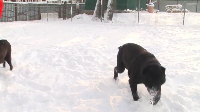 Цикл передач о породах питомника Santa House Feldman. Кане Корсо смотреть онлайн