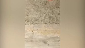 КОТ БЛЮЁТ НА ХОЗЯЕВ С ДВЕРИ