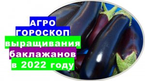 Агрогороскоп выращивания баклажанов в 2022 году