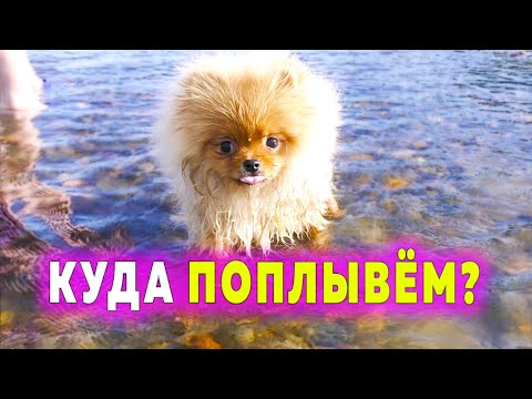 Щенок плавает в первый раз. Померанские шпицы на речке. Как плавают собаки