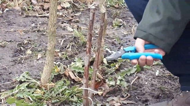 Окулировка часть 2: прививка прижилась - что делать дальше