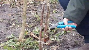 Окулировка часть 2: прививка прижилась - что делать дальше