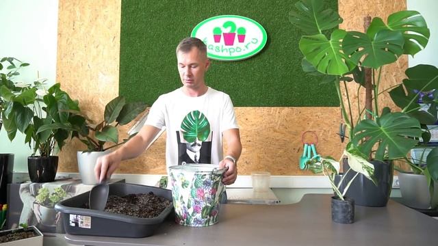 Монстера Вариегатная (Альба) саженец, пересадка и уход дома. смотреть онлайн