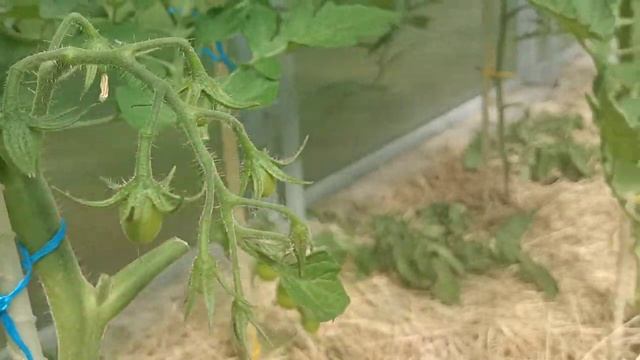 Сравнение сортов томатов Красный комуфляж и Дебарау черный