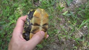 Черепахи болотные