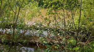 24 июня. Речка в п.Большая Мурта Береговая Подъемная.