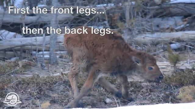 First Steps - Wood Buffalo National Park смотреть онлайн