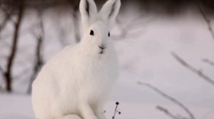 Шуточное стихотворение для взрослых "Про охоту на зайцев". Видеоколлаж.