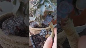 Эхеверия  Шавиана