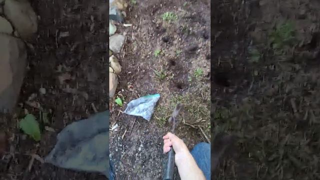 How To Plant Hundreds Of Sunflower Seeds Quickly With A Hammer?!