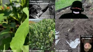 Как вырастить инжир в Подмосковье, холодном климате, на севере. Триумф и агония сентября. #bestfigs