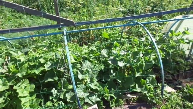 #Z Как установить Шпалерную сетку на парник с Огурцами. смотреть онлайн