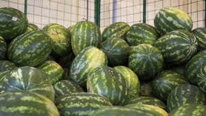 Точки продаж арбузов и дынь заработали в Москве