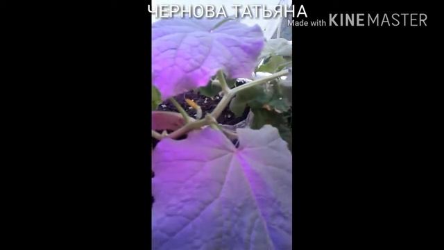 Подкормка лимона смотреть онлайн