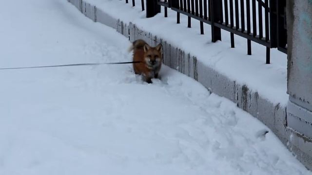 Лиса гуляет по сугробам