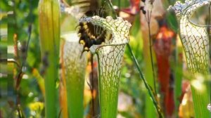 Саррацения - крупное насекомоядное растение хищник