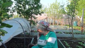 Огурец Кураж рассадой высаживаю в грядки по заданию 7ДАЧ