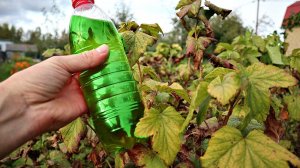 Спасение от всех болезней осенью для смородины винограда малины! Не мучайтесь обработайте этим!