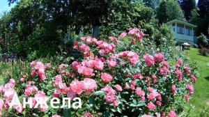 Розы: Анжела, Олбрайтон Рамблер, Amadeus.