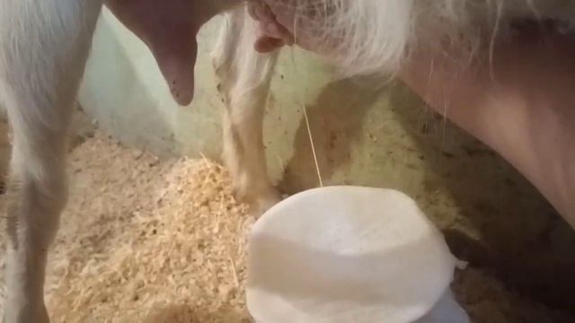 Раздой козы первокотки .( Как это происходит у нас). смотреть онлайн