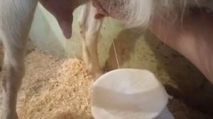 Раздой козы первокотки .( Как это происходит у нас).