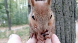 Серый бельчонок, который умирал от жажды и голода. Показываю каким он стал