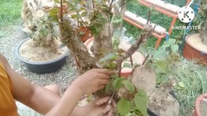 pag hahanda sa mga giant summo bougainvillea,bago sila stem graft,#rowelvlog #giant #summo