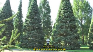 Ель колючая голубая. Выбор места посадки. Императорские новости.