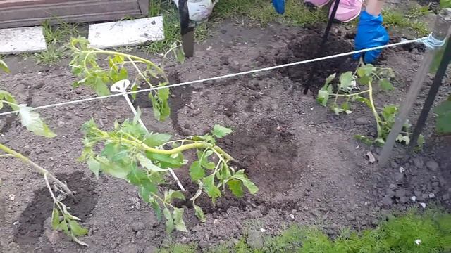 ПОСАДКА РАССАДЫ ПОМИДОР В ОТКРЫТЫЙ ГРУНТ) смотреть онлайн