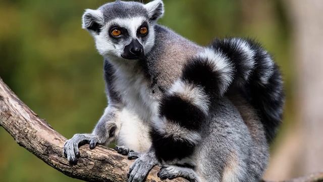 ДОМАШНИЙ КОШАЧИЙ ЛЕМУР! Как ухаживать за необычным питомцем? Кольцехвостый лемур уход. смотреть онлайн