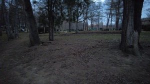 Тайский Риджбек ไทยหลังอาน - редкая и очень классная порода собак!