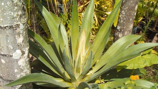 AG372 - Agave - Century Plant - Variegated Leafs - July 26, 2010 смотреть онлайн
