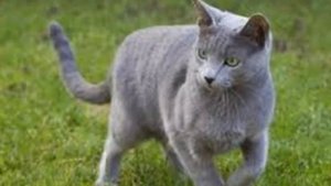 Топ 10/ САМЫЕ ЛАСКОВЫЕ ПОРОДЫ КОШЕК- ч 2