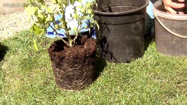 Томат в горшке (ч.2). смотреть онлайн