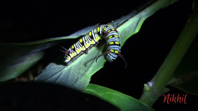I spotted plain tiger caterpillar (Danaus Chrysippus) & shoot in torch light with my Sony Hx400v . смотреть онлайн