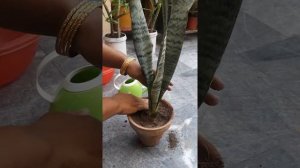 55#snake plant care and cutting