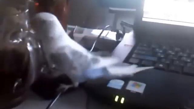 попугайчеГ чуть не утонул )) смотреть онлайн