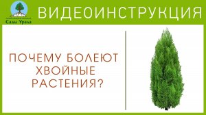 Почему болеют хвойные растения?