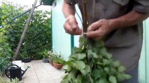 Как вязать берёзовые веники